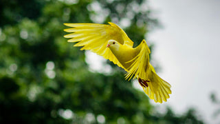 Les plaisirs de l'ornithologie